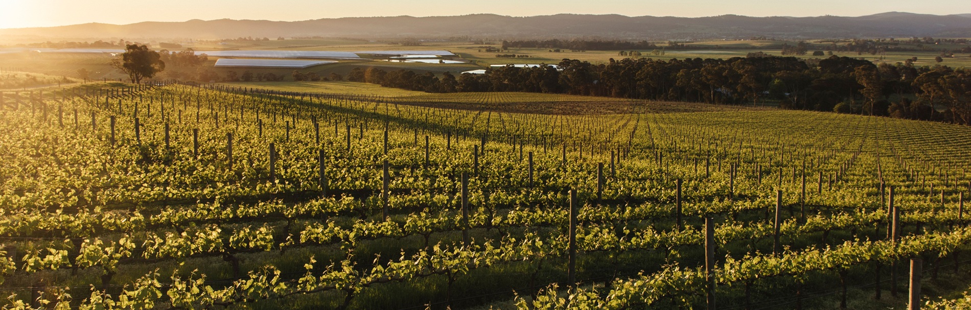 Australia to Launch National Vineyard Register to Tackle Wine Oversupply