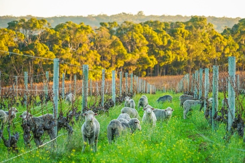 Endeavour Group Restructures Pinnacle and Premium Wine Portfolio