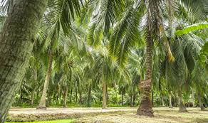 Luong Quoi Coconut Showcases Sustainable Plant-Based Portfolio at THAIFEX Anuga Asia 2026