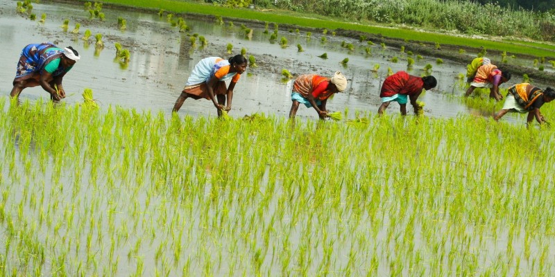 Chinese researchers bring out a new rice variety