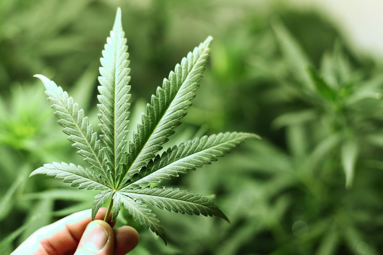 WeedMD, Phivida sign final agreement for Cannabis Beverages