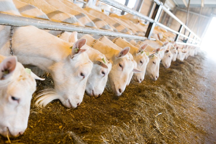 NZ to focus on goat milk industry growth