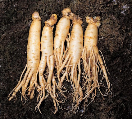 Korean ginseng shows positive effects to fight respiratory infections