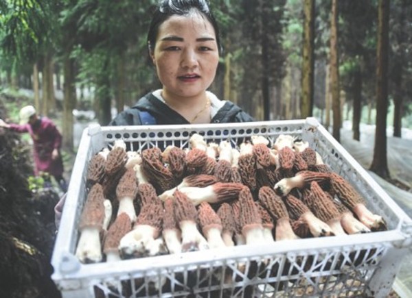 Edible fungus industry stimulates rural revitalization in china: Report says