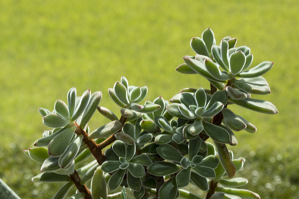 Scientists crack the code of regeneration of plant tissues