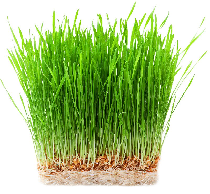 Verticroft brings new ways of sustainable agriculture 