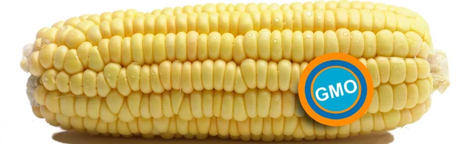 Origin Agritech collaborates with BRI of CAAS to commercialise GM traits in China