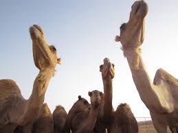 UAE firm launches baby formula made from camel milk