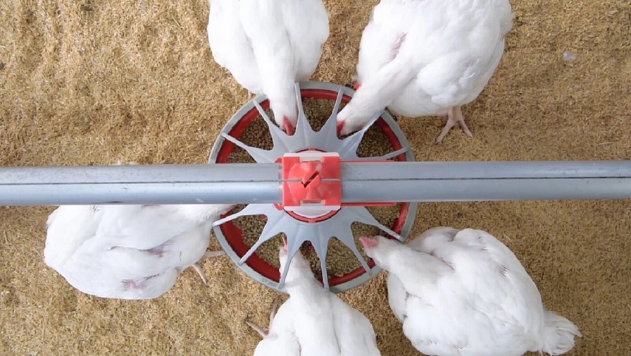 CP Foods adapts “3C platform” for sustainable growth of Thai broiler Industry