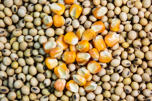 Corteva Agriscience to launch Enlist E3 Soybean and Qrome Corn 