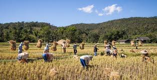 Thailand Gears Up for Food Production to Serve the World