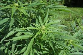Hemp signs LOI for 100M cannabidiol-rich seeds