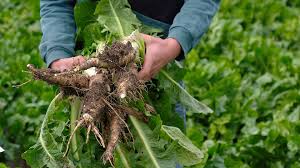 New study shows chicory root fibres improve digestive health in children 