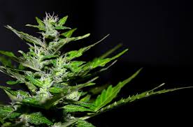 MYM reaches planting stage for 120-acre CBD-rich hemp project in Nevada