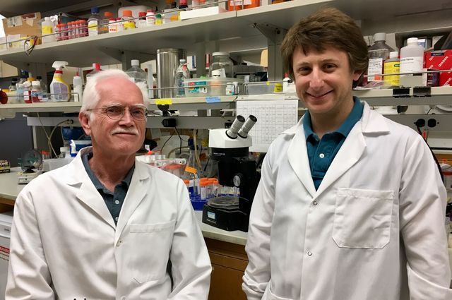 Scientists perceive two Hormones that Burn fat quicker, save you and oppose Diabetes in Mice