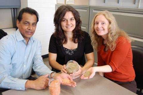 Lentils Significantly Reduce Blood Glucose Levels, Study Reveal