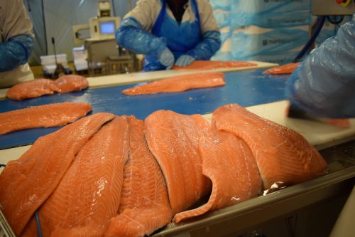 Salmon producer Marine Harvest invests in Infor technology