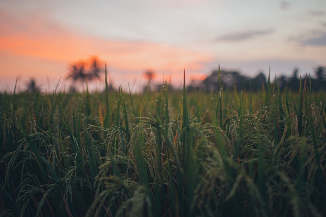 India’s leading basmati rice exporters to set up of its Food Tech Fund to invest in Food Tech companies