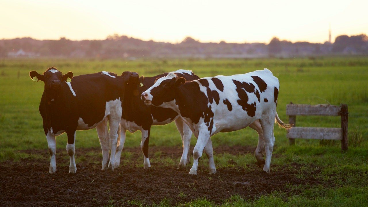 Nutreco invests in India’s leading dairy-tech startup Stellapps
