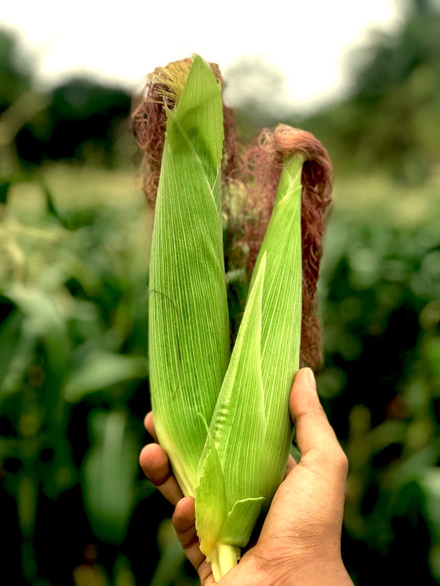 China’s Agri-food tech received approval for Four New Corn Hybrids
