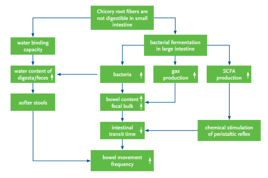 Nourishing our little ones with BENEO’s clean label chicory root fibres: Christian Philippsen