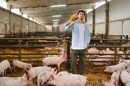 China Xiangtai Food expands hog breeding biz