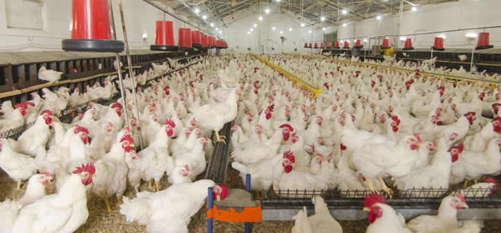 Agrotop to bring new line of smart poultry solutions