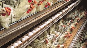USA detects avian influenza in 4 counties