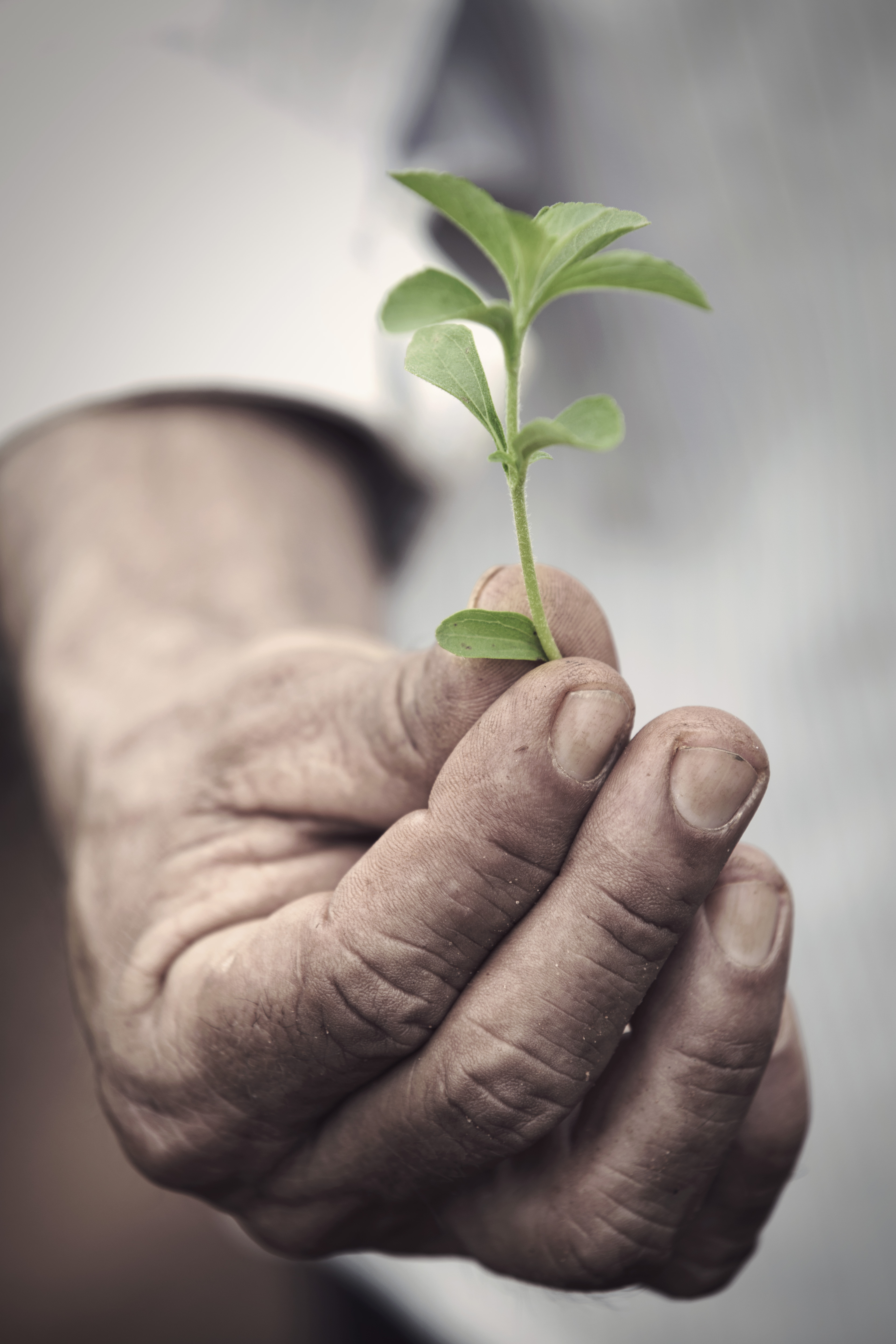 PureCircle and Brenntag Food and Nutrition partner for next gen stevia