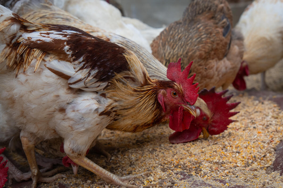 FAO Highlights Livestock’s Role in Global Protein Supply and Food Security 
