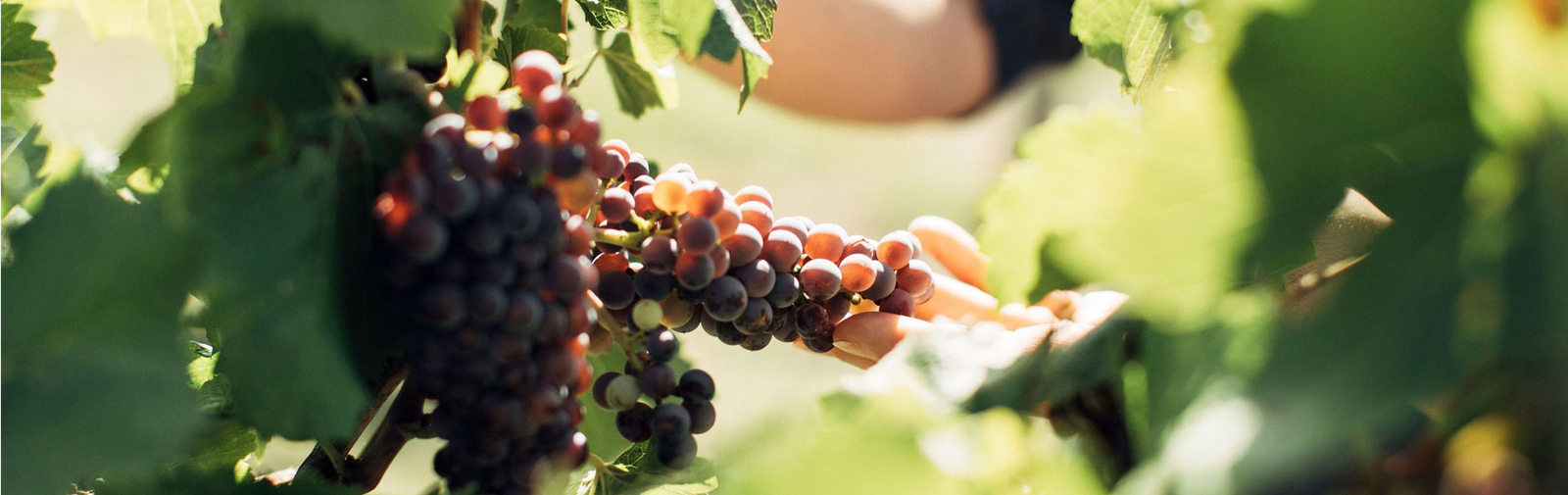 Global Demand Pressures Weigh on Australian Wine Exports in 2025