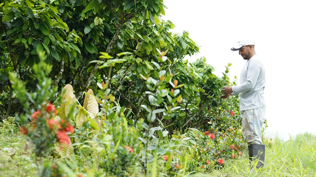 Mars and ofi Collaborate to Accelerate Net Zero Cocoa in Ecuador