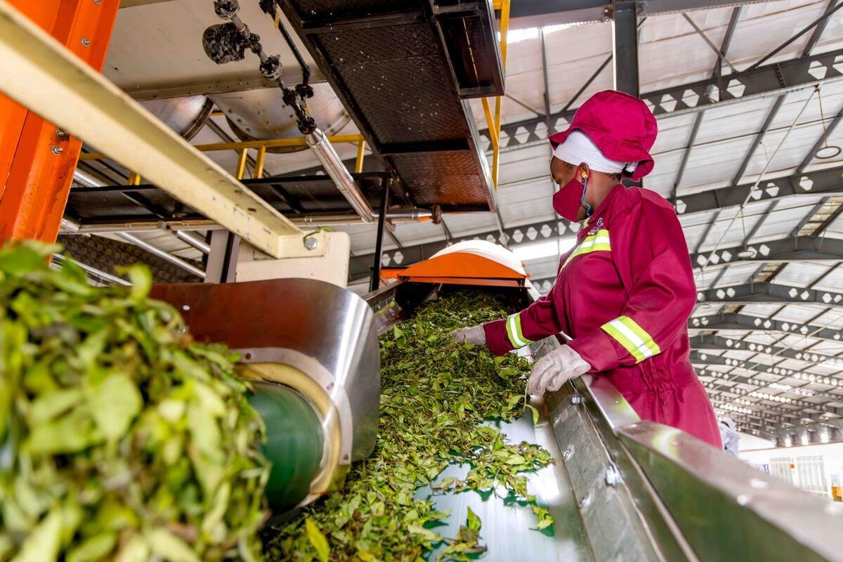 New UN Report Warns Africa Faces Massive Agrifood Financing Gap as Hunger Rises