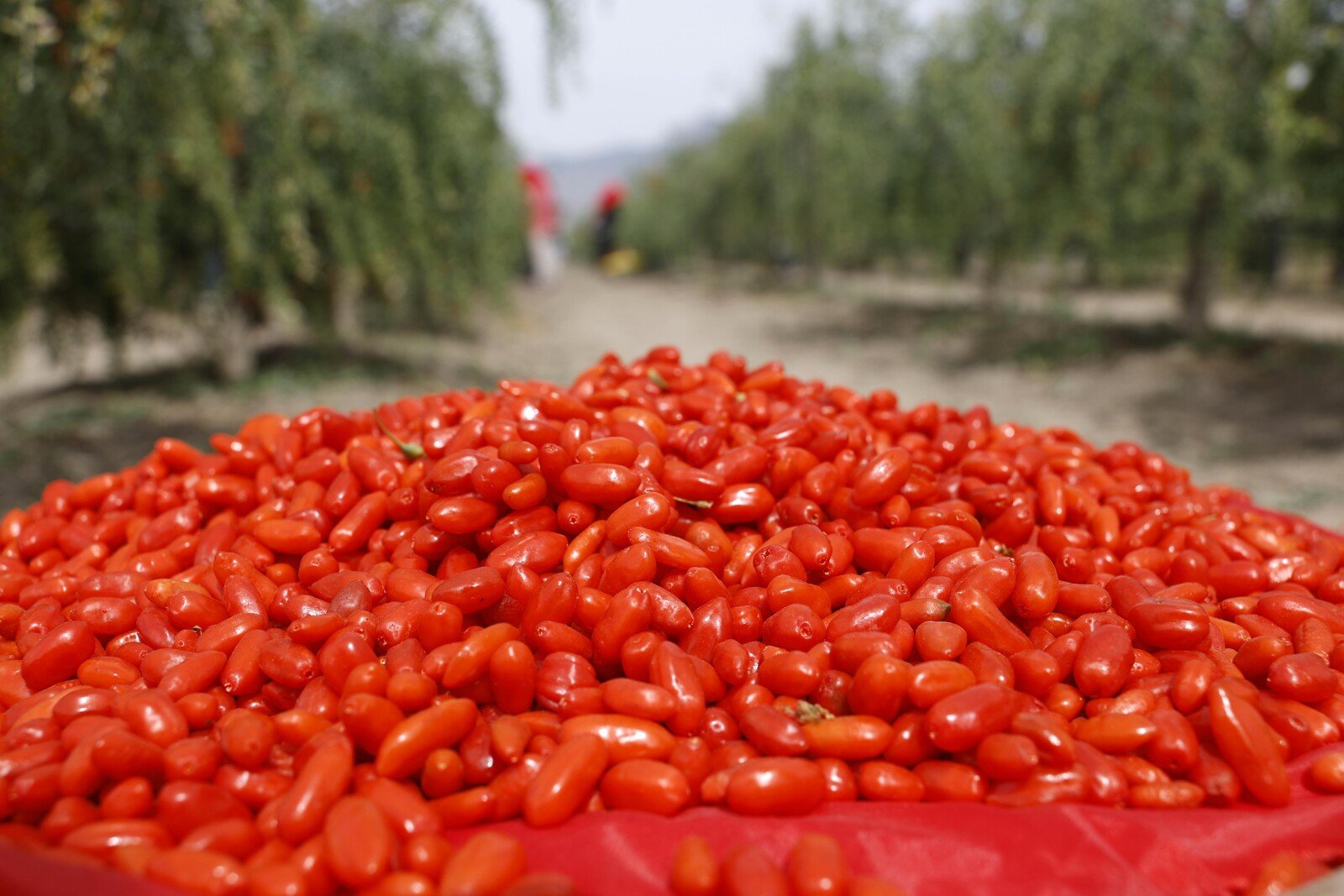 Ningxia's Goji Berry Industry Flourishes as Global Demand for 'Superfood' Surges