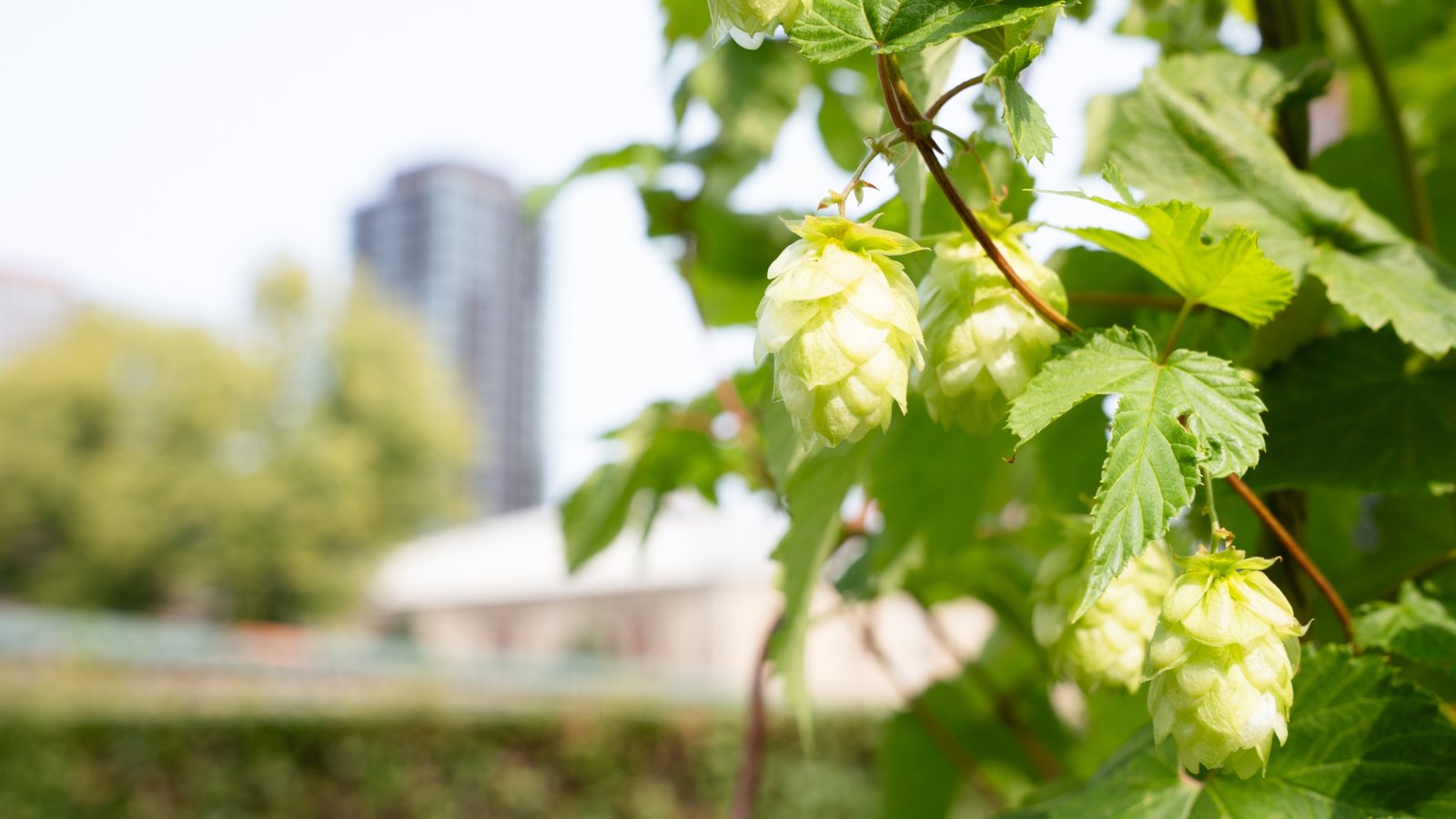 Carlsberg Advances Climate-Resilient Brewing with Landmark Hop Genome Research
