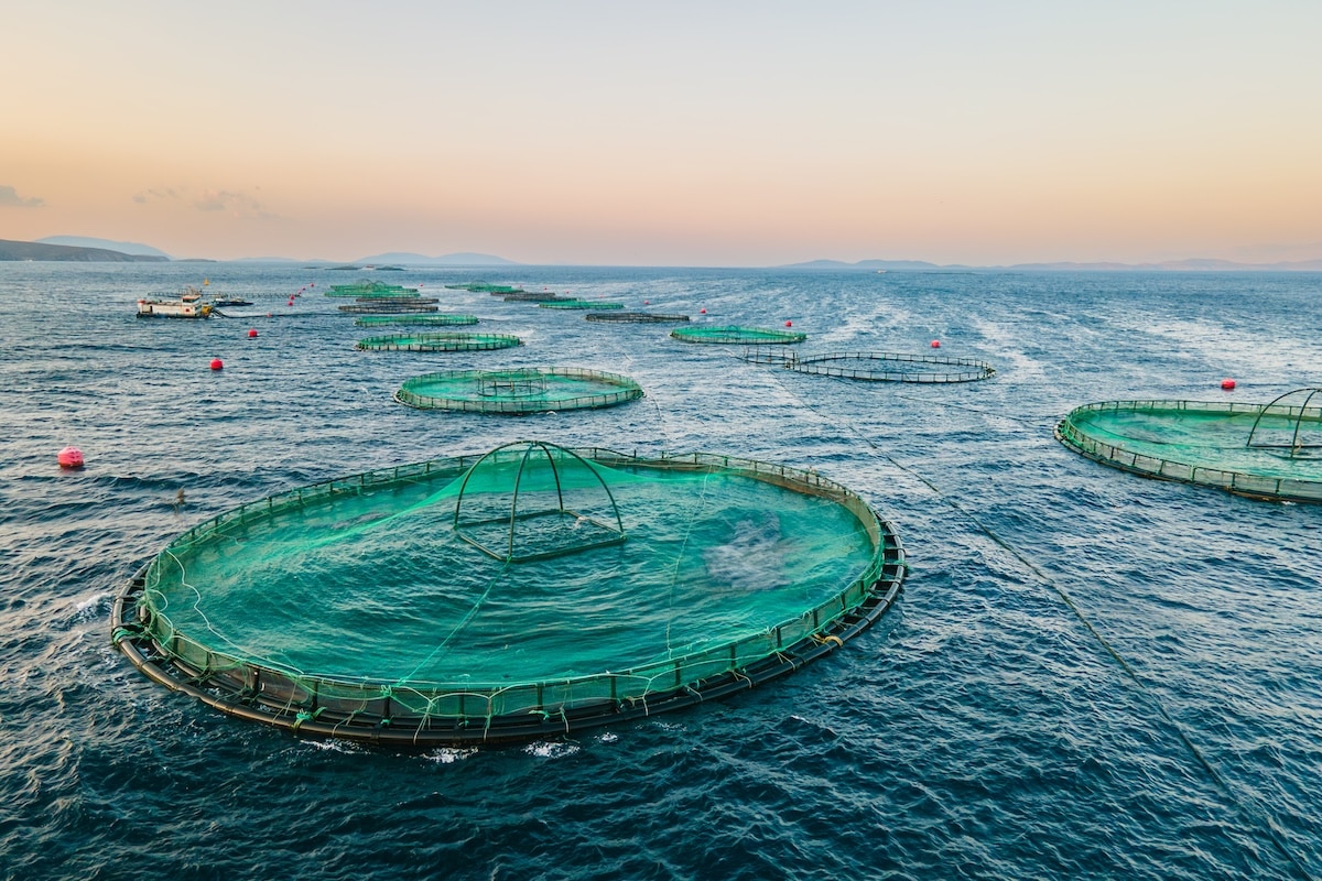 NSW Invests AU$27 Million to Accelerate Sustainable Aquaculture Innovation