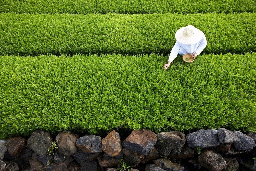 amorepacific-group-opens-green-tea-probiotics-research-center
