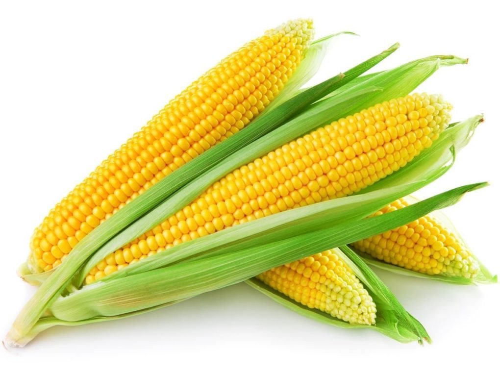 a-team-of-scientists-highlights-nutritional-benefits-of-corn