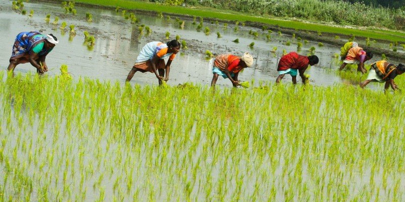chinese-researchers-bring-out-a-new-rice-variety