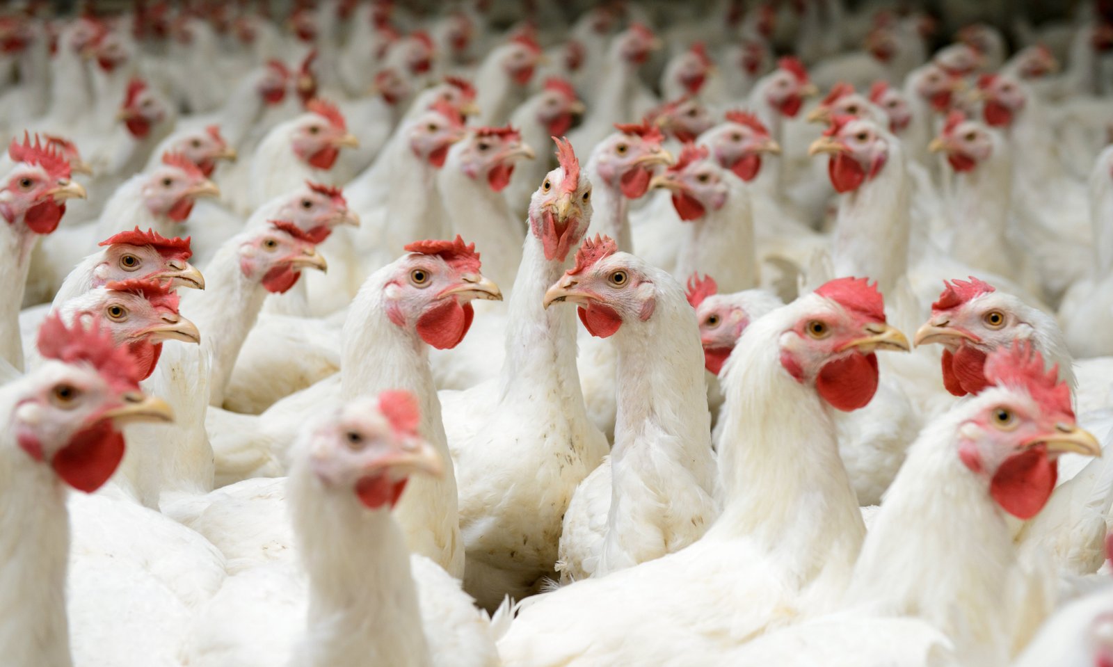 chinese-researchers-use-recombinant-ifn-against-bird-flu
