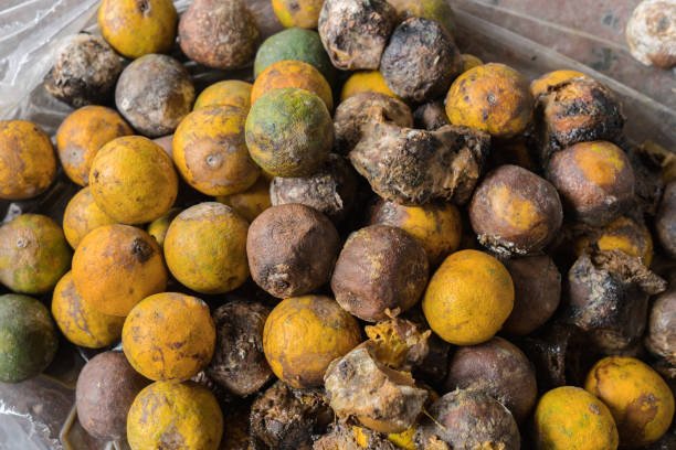 scientists-develop-wireless-sensor-for-food-spoilage-detection