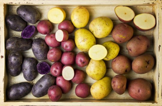 nrgene-to-study-potato-genome