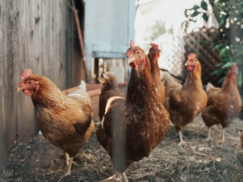 taiwan-revised-official-guidelines-for-cage-free-eggs-transition