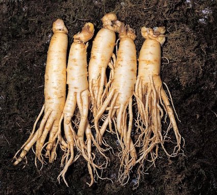 korean-ginseng-shows-positive-effects-to-fight-respiratory-infections