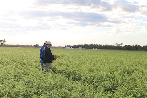 uq-researcher-use-ai-to-develop-genetic-model-for-the-ultimate-chickpea