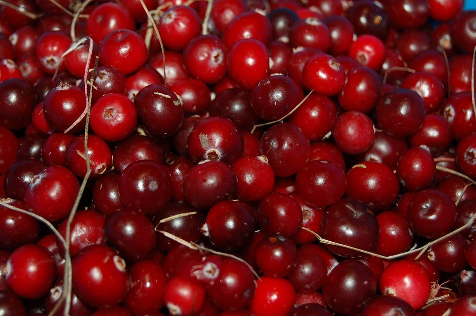 food-scientists-find-that-a-beneficial-gut-bacterium-can-grow-when-fed-with-a-carbohydrate-in-cranberries