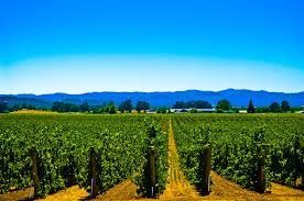 advini-acquires-majority-share-in-sa-vineyards