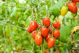 nec-kagome-to-improve-tomato-yields-using-ai