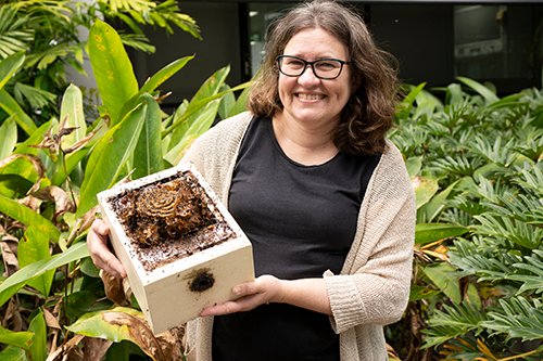 australian-researcher-revealed-mystery-of-healthy-sugar-found-in-stingless-bee-honey
