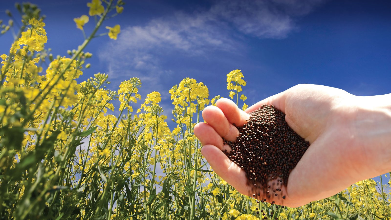 cargill-launches-oilseed-plant-in-northern-china